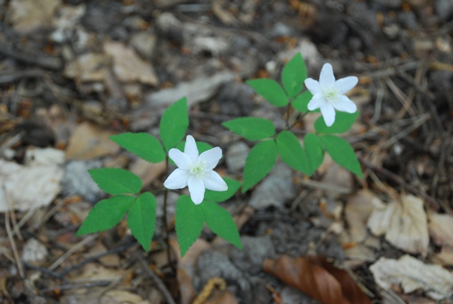 Anemonoides trifolia subsp. trifolia / Anemone trifoliata